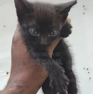 0-1 month Male Mixed Breed Tabby