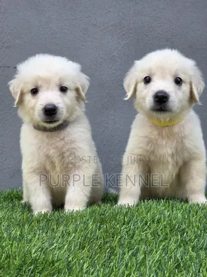 1-3 months Male Purebred Golden Retriever