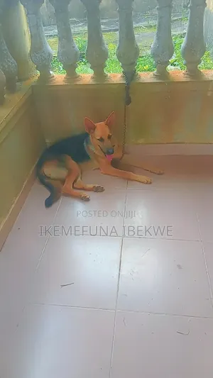 6-12 months Male Purebred German Shepherd