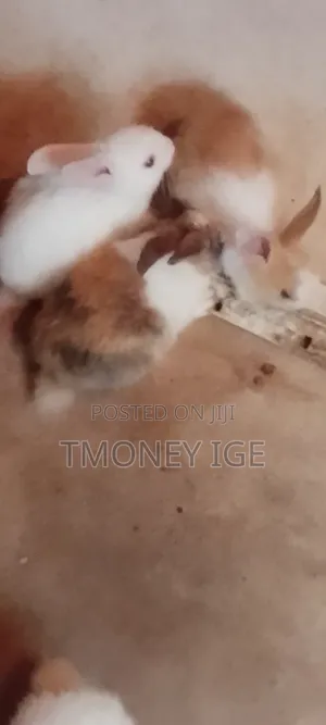 Beautiful and Healthy Bunnies