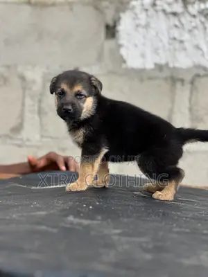 1-3 months Male Purebred German Shepherd