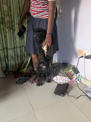 1+ year Male Purebred Lhasa Apso