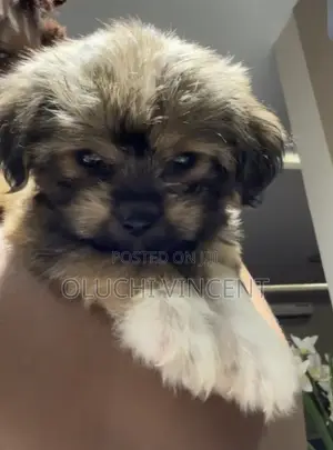 1-3 months Male Purebred Lhasa Apso
