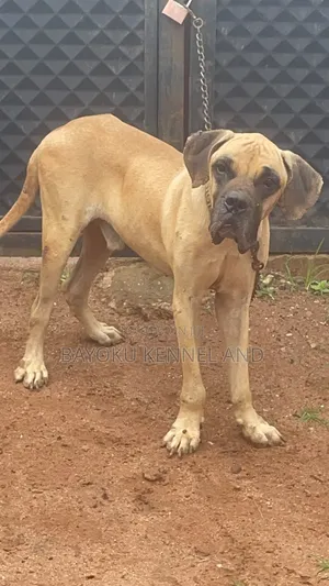 1+ year Male Purebred Boerboel