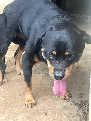 1+ year Male Purebred Rottweiler