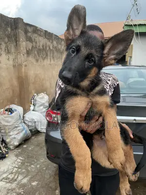 3-6 months Male Purebred German Shepherd