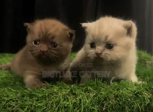 1-3 months Female Purebred British Shorthair