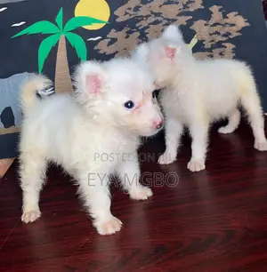 1-3 months Male Purebred American Eskimo
