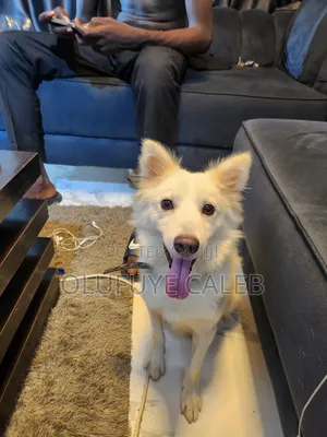 1+ year Male Purebred American Eskimo