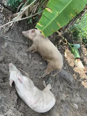 Pigs(Two Female Pigs)
