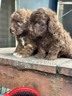 1-3 months Female Purebred Poodle