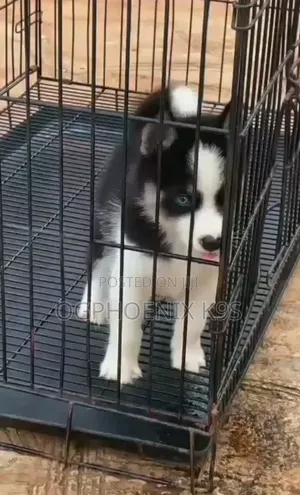 1-3 months Male Purebred Siberian Husky