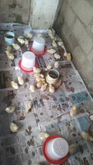 A Week Old Broiler for Sale
