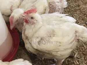 Broiler 7 Weeks Old 3.1kg/2.5kg