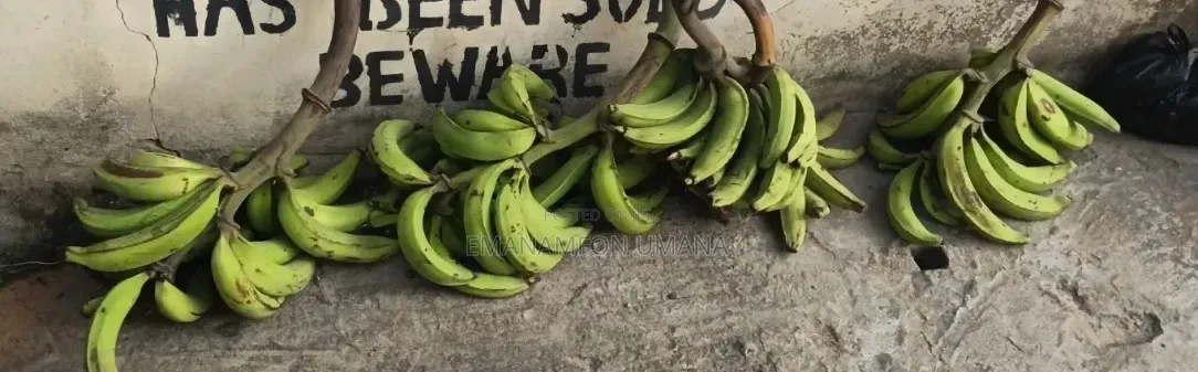Plantain Bunches