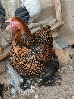 Gold Laced Brahma Fertile Eggs