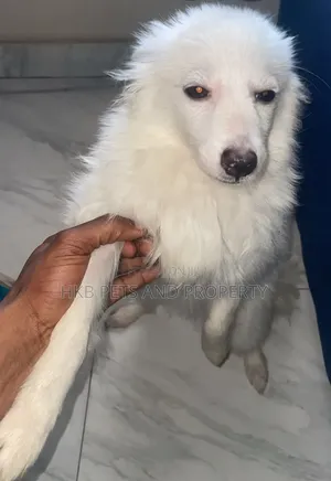 6-12 months Female Purebred American Eskimo
