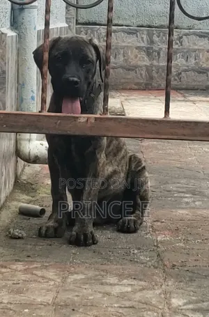 1-3 months Male Purebred Boerboel