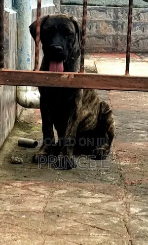 1-3 months Male Purebred Boerboel