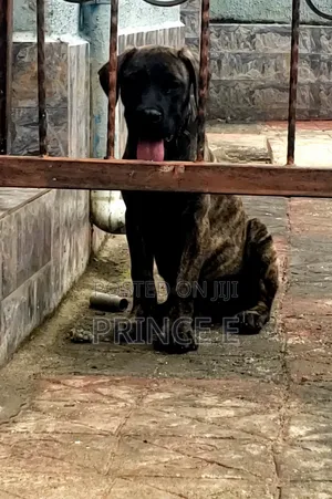 1-3 months Male Purebred Boerboel