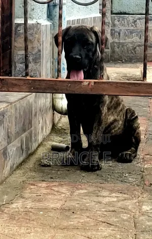 1-3 months Male Purebred Boerboel