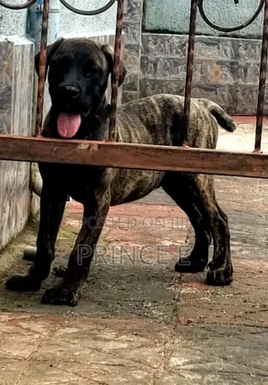 1-3 months Male Purebred Boerboel