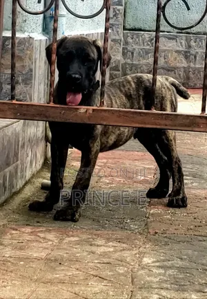 1-3 months Male Purebred Boerboel