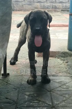 1-3 months Male Purebred Boerboel
