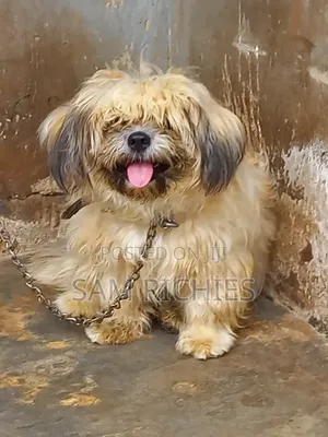 6-12 months Female Purebred Lhasa Apso