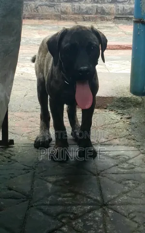 1-3 months Male Purebred Boerboel
