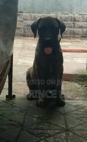 1-3 months Male Purebred Boerboel