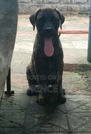 1-3 months Male Purebred Boerboel