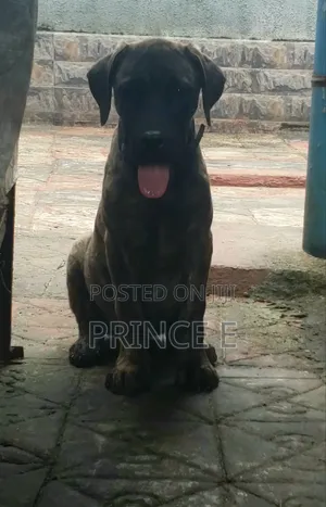 1-3 months Male Purebred Boerboel