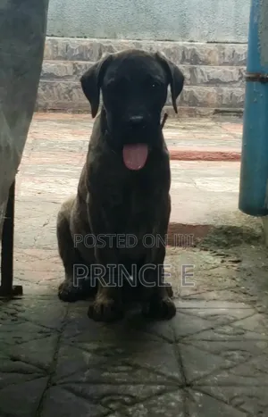 1-3 months Male Purebred Boerboel
