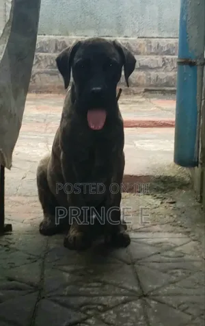 1-3 months Male Purebred Boerboel