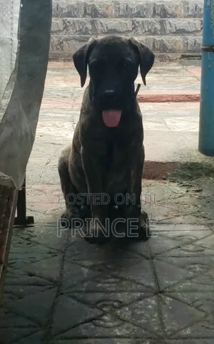 1-3 months Male Purebred Boerboel