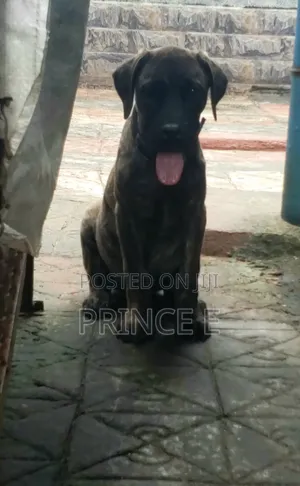 1-3 months Male Purebred Boerboel