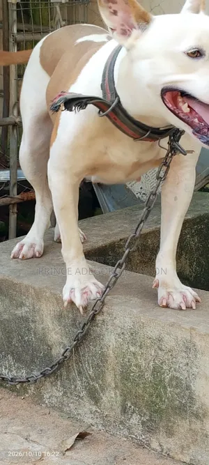 1+ year Female Purebred American Pit Bull Terrier