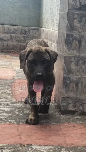 1-3 months Male Purebred Boerboel