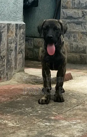 1-3 months Male Purebred Boerboel
