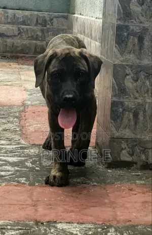 1-3 months Male Purebred Boerboel