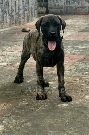 1-3 months Male Purebred Boerboel