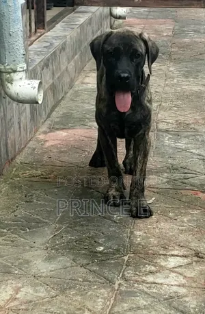 1-3 months Male Purebred Boerboel
