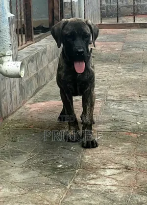 1-3 months Male Purebred Boerboel