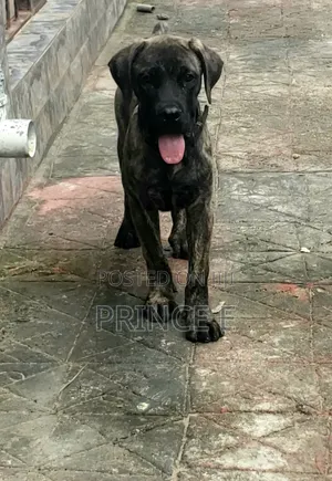 1-3 months Male Purebred Boerboel