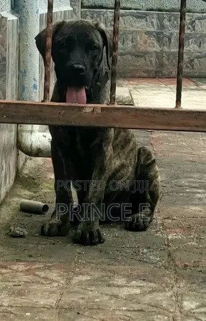 1-3 months Male Purebred Boerboel