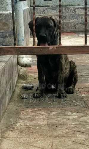 1-3 months Male Purebred Boerboel