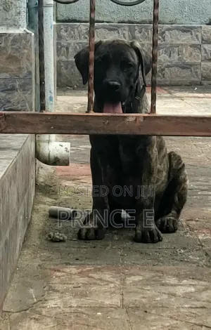 1-3 months Male Purebred Boerboel