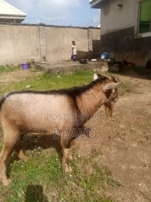 Male Goat. Fresh and Healthy.