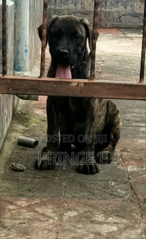 1-3 months Male Purebred Boerboel